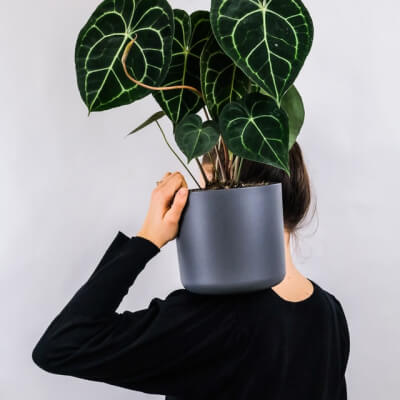 Plants Store Gallery Img 1 1