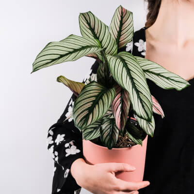 Plants Store Gallery Img 5 1