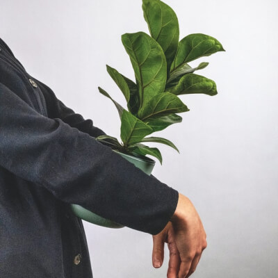 Plants Store Gallery Img 6 1